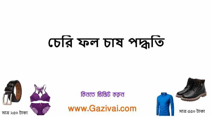 চেরি ফল চাষ পদ্ধতি