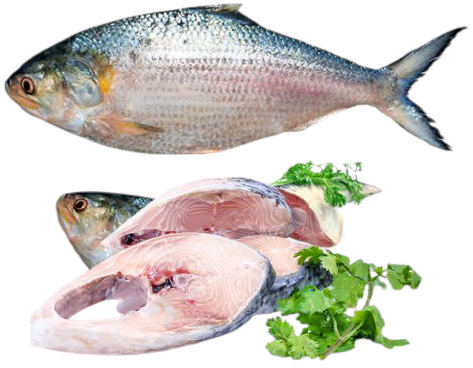 চাঁদপুরের ইলিশ মাছ (nodir-elish) ৯০০ – ১ কেজি সাইজ