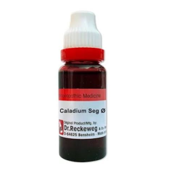 caladium seg q